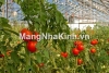 Xây dựng thi công nhà lưới nông nghiệp công nghệ cao - mangnhakinh.vn