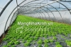 Mô hình nhà kính nông nghiệp trồng rau hoa công nghệ cao
