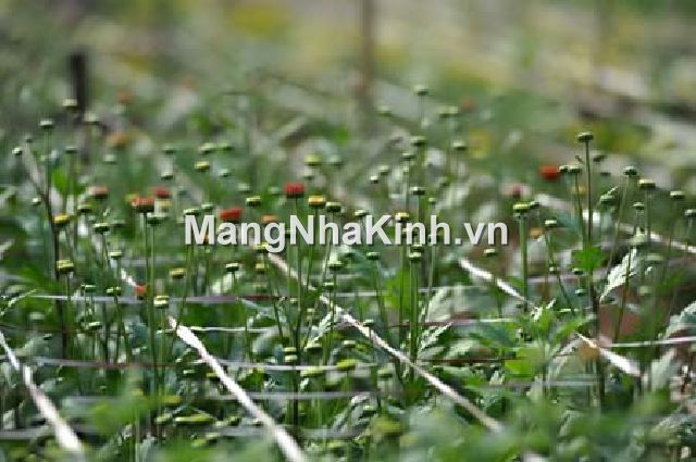Lưới giăng rò trồng hoa cúc